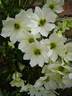 Early Sensation clematis photo