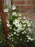 Early Sensation clematis photo