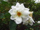Pax rose photo