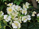<i>Rosa multiflora</i> rose photo