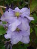 Cezanne clematis photo