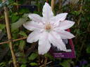 Hyde Hall clematis photo
