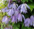 Wesselton clematis photo