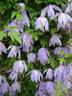 Wesselton clematis photo