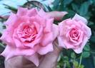 Overnight Scentsation ™ rose photo