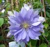 Countess of Lovelace clematis photo