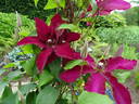 Solidarnosc clematis photo