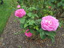 John Hopper rose photo