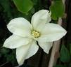 Alabast clematis photo