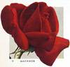 Matador rose photo