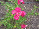 Miss Edith Cavell rose photo