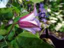 Prince William clematis photo