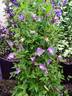 Prince William clematis photo