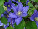 Kingfisher clematis photo