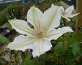 Hyde Hall clematis photo
