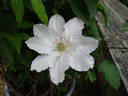 Hyde Hall clematis photo