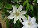 Hyde Hall clematis photo