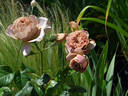 Cafe Latte rose photo
