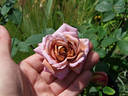 Brownie rose photo