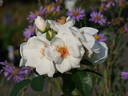 Starlight Symphony rose photo