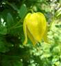 Lambton Park clematis photo