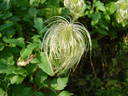 Lambton Park clematis photo
