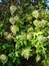 Lambton Park clematis photo