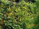 Lambton Park clematis photo