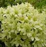 Pixie clematis photo