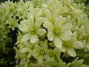 Pixie clematis photo