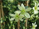 Pixie clematis photo