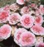 Carol rose photo