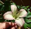 Pagoda clematis photo