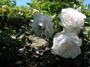 Gleam rose photo