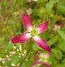 Triternata Rubromarginata clematis photo