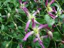 Triternata Rubromarginata clematis photo
