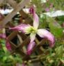 Triternata Rubromarginata clematis photo