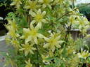 Fragrant Oberon clematis photo