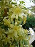Fragrant Oberon clematis photo