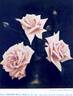 Joseph Hill rose photo