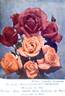 Shot Silk rose photo