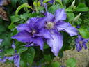Kingfisher clematis photo