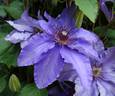 Parisienne clematis photo