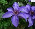 Parisienne clematis photo