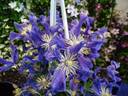 Blue Pirouette clematis photo