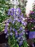 Blue Pirouette clematis photo