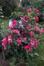 Loiste rose photo