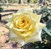 Shining Hour ™ rose photo