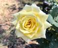 Shining Hour ™ rose photo