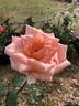 Summer Dream rose photo